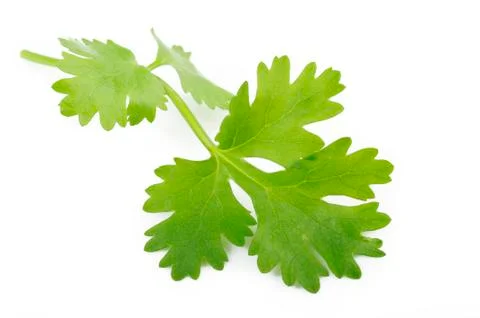 Coriander on white Foto stock