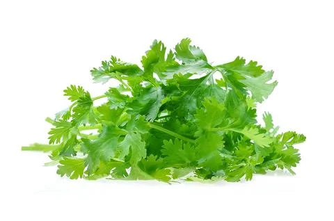 Coriander on white Foto stock
