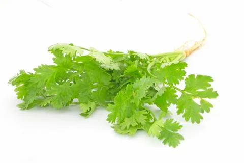 Coriandrum Stock Photos