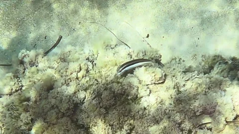 Coris julis underwater Stock Footage 282138148