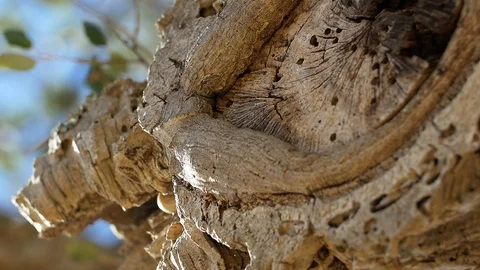 Cork bark oak close up Stock-Footage 111149579