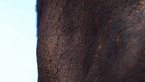 Cork bark oak close up Stockbeeldmateriaal 111149827
