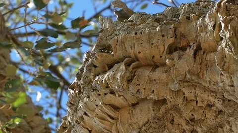 Cork bark oak close up Stock-Footage 111149844