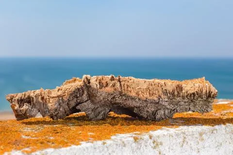 Cork bark from oak trunk as commodity outside Stock Photos