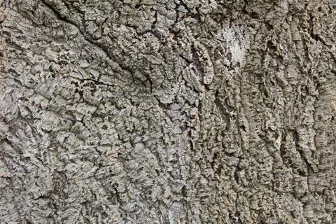 Cork bark Stock Photos