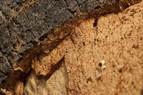 Cork crust Foto stock