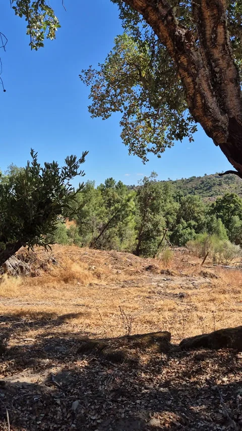 Cork oak and olive trees in rural Alijó, Portugal Video stock 321058591