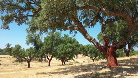 Cork oak farm. Stock Footage 325984211
