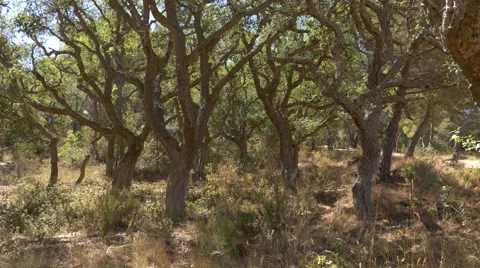 Cork oak forest in Spain Stock Footage 68221557