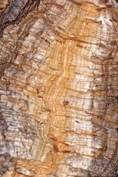 Cork oak Stock Photos