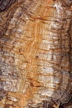Cork oak Stock Photos