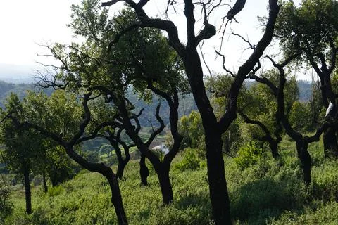 Cork oak  sobreiro Foto stock