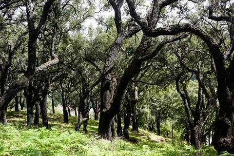 Cork oak  sobreiro Stock Photos