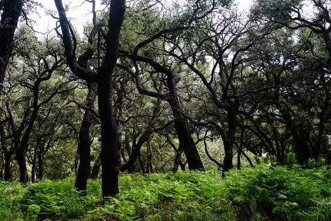 Cork oak  sobreiro Stock Photos