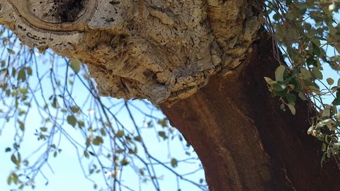 Cork oak with stripped bark Stockbeeldmateriaal 111149403
