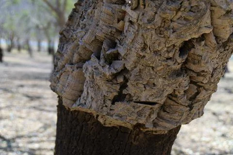 Cork Oak Tree Close Up Foto stock
