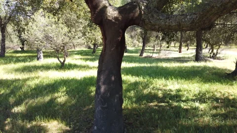 Cork oak tree with peeled bark for cork processing Stock Footage 153876043