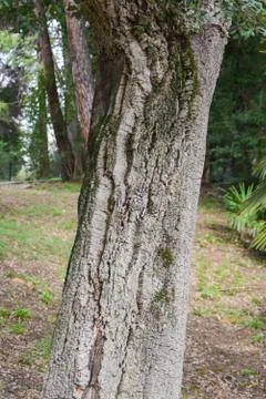 Cork oak tree Stock Photos