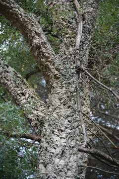Cork oak tree Stock Photos