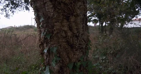 Cork oak tree with rough bark in Portugal. Close up, pan up. Stock Footage 118233300