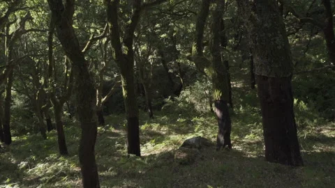 Cork Oak Tree With Rough Bark In Cadiz, Spain. Pan Up. Stock Footage 147927734