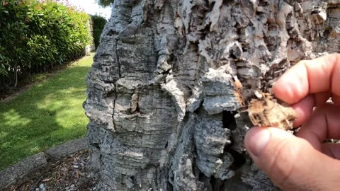 Cork oak where the corks are extracted Stock Footage 196499639