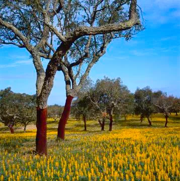 Cork oaks Stock-Fotos