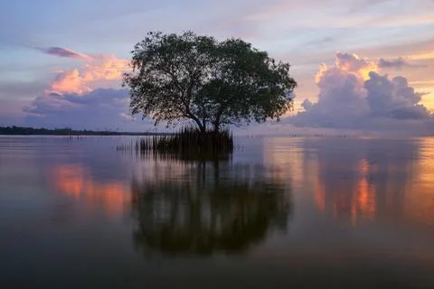 A cork tree and reflection against beautiful sky Stock Photos