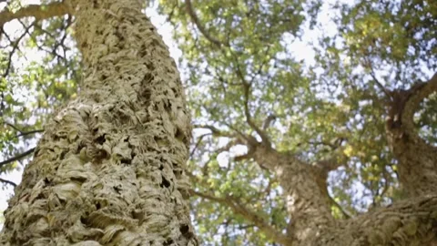 Cork tree Stock Footage 169369594