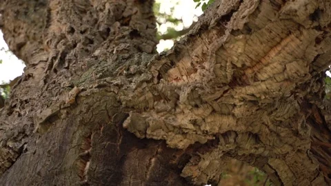 Cork tree Vídeo Stock 197631646