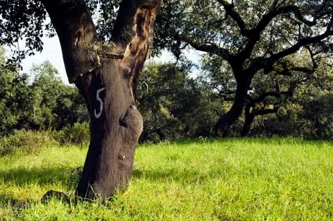 Cork tree forest (quercus suber) Stock Photos
