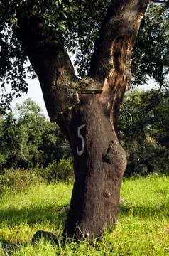 Cork tree forest (quercus suber) Stock Photos