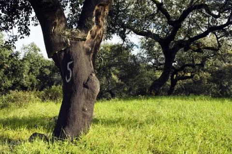 Cork tree forest (Quercus suber) Stock Photos