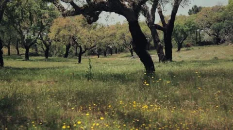 Cork tree meadow Stock Footage 10881339