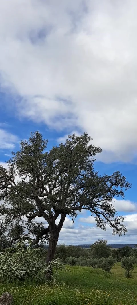 A  cork tree in nature with clouds and a partially blue sky behind it Stock Footage 315601866