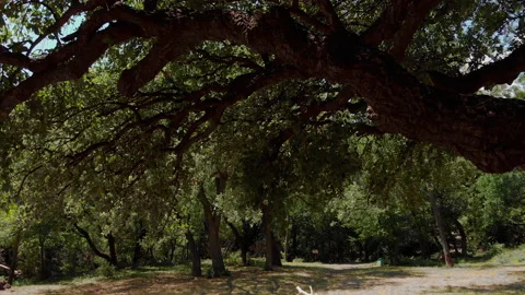 Cork tree in the park Stock Footage 138482620