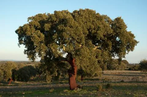 Cork tree Foto stock