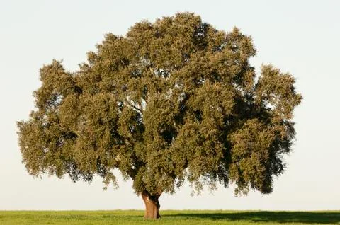 Cork tree Stock Photos