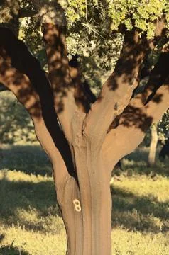 Cork tree Stock Photos
