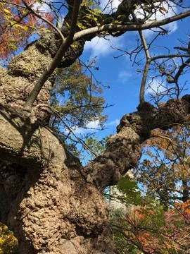 Cork tree Stock Photos