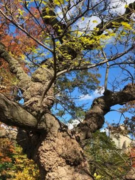 Cork tree 스톡 사진