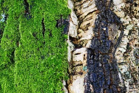 Cork Tree Stock Photos