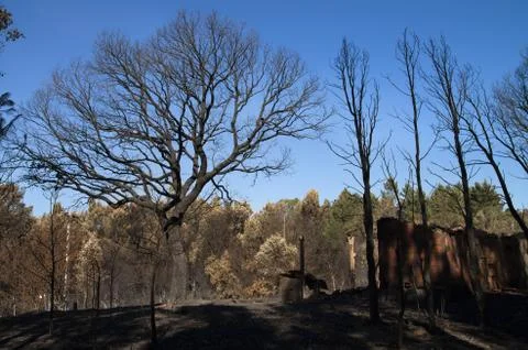 Cork tree, pine trees and an old shed burnt to the ground - Pedrogao Grande Stock Photos