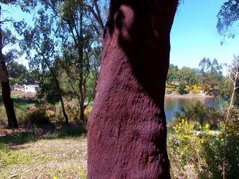 Cork tree in Portugal 스톡 동영상 73626276