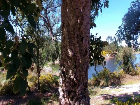 Cork tree in Portugal 스톡 동영상 73626438