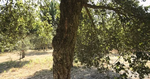 Cork tree / Quercus suber in rural Portugal, pan up on trunk to branches Stock Footage 116803082
