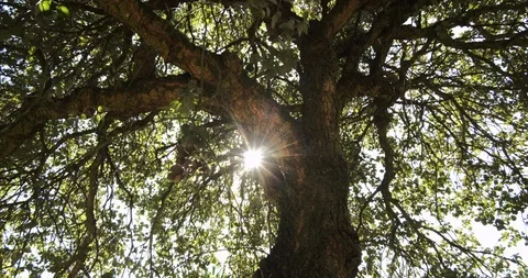 Cork tree / Quercus suber in rural Portugal with lens flare from sun Stock Footage 116803198