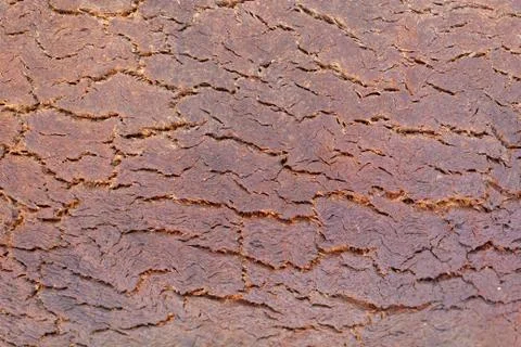 Cork tree texture Stock Photos