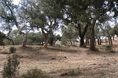 Cork trees in a field Foto stock