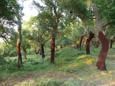 Cork trees forest Foto stock